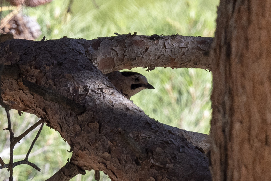 Eurasian Jay